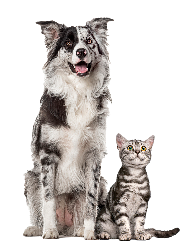 A dog and cat sitting together like two very good boys after getting spayed and neutered in Orange.