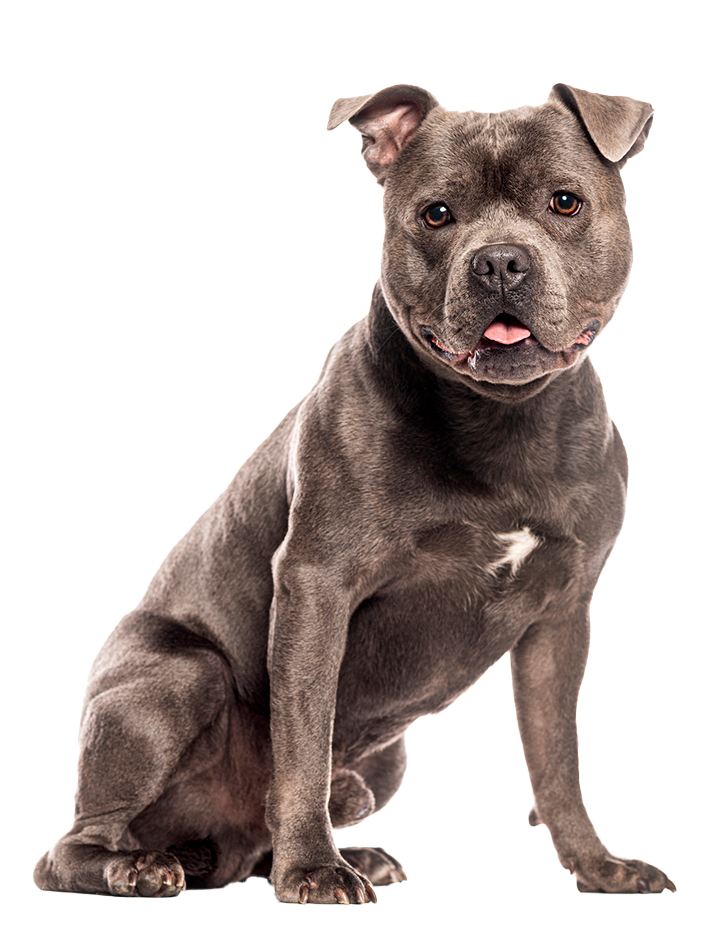 A sweet baby pit dog sitting so cutely after getting spayed or neutered in Orange, CA.