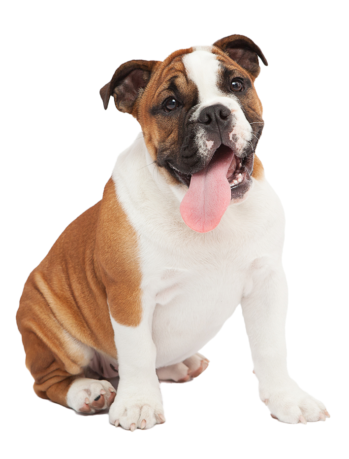 a very sweet baby angel bulldog sitting with their tongue hanging out after getting pet vaccinations in Orange, CA.