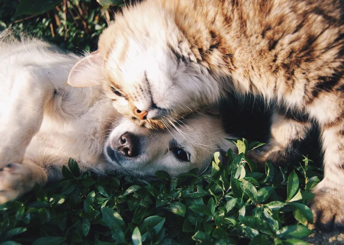 Heartworm 101 for Dogs and Cats