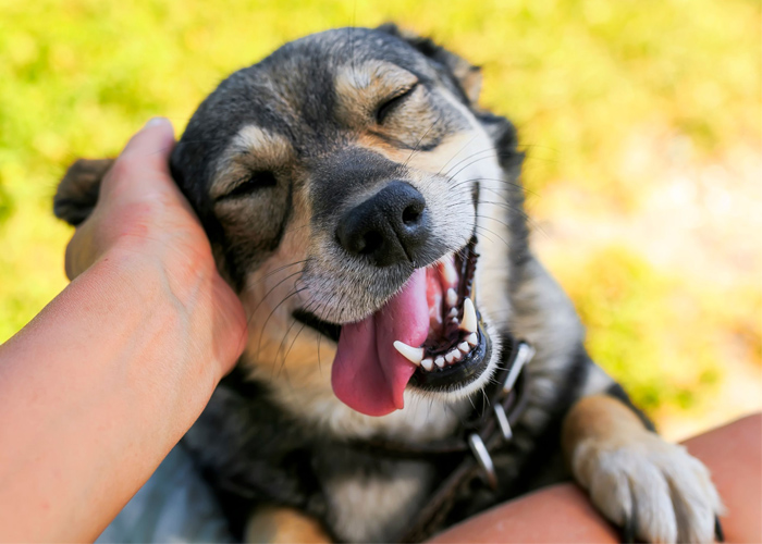 5 Tips to Promote Fire Pet Safety in Your Home