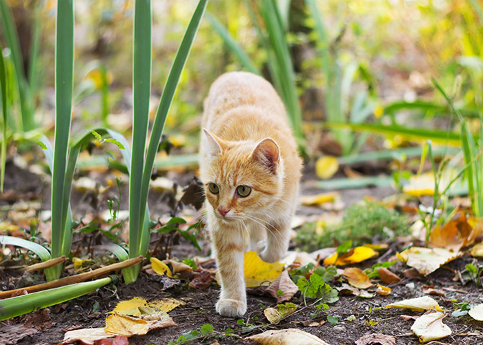 13 Common Pet Emergencies That Need Immediate Attention