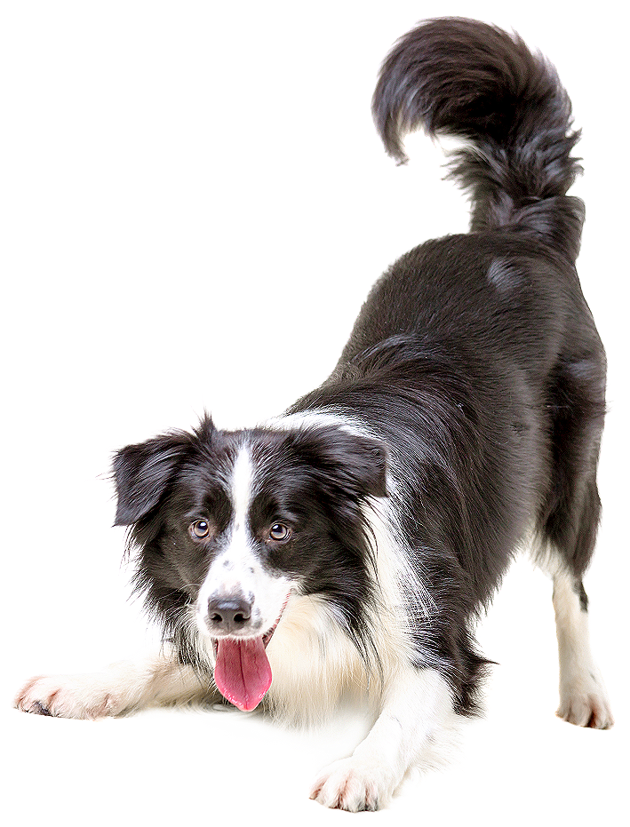 a dog with it's tongue out and butt in the air looking super cute after seeing a vet in Orange.